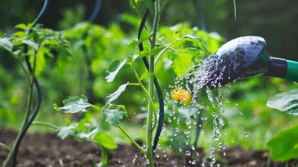 How to water newly planted seedlings