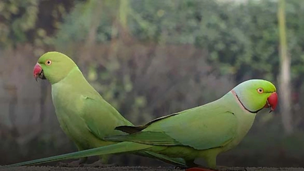 Acquaintance with types of green parrots