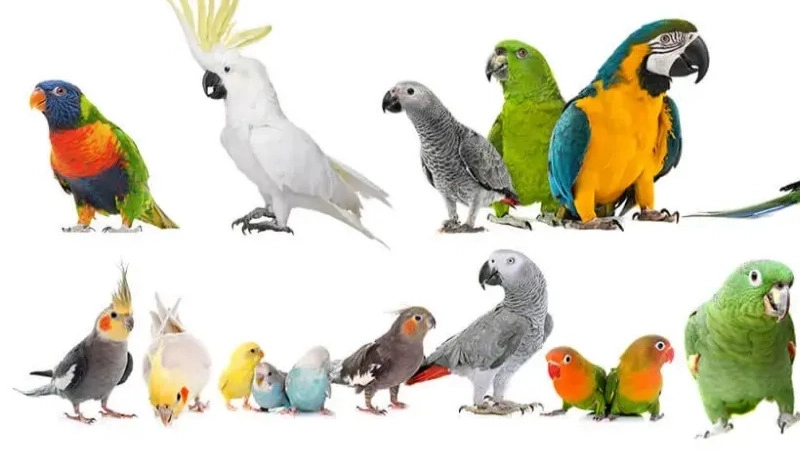Disease symptoms of parrots