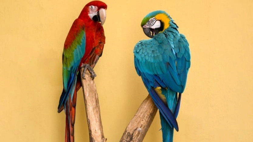 Safety tips for keeping parrots
