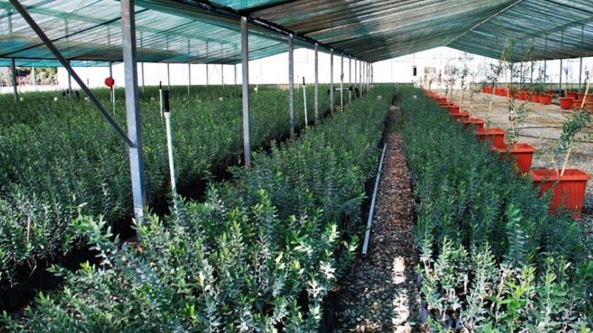 What seedlings can be grown in the apartment?