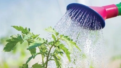 How to maintain seedlings