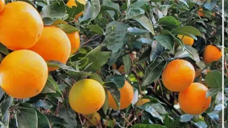بهترین نهال مرکبات