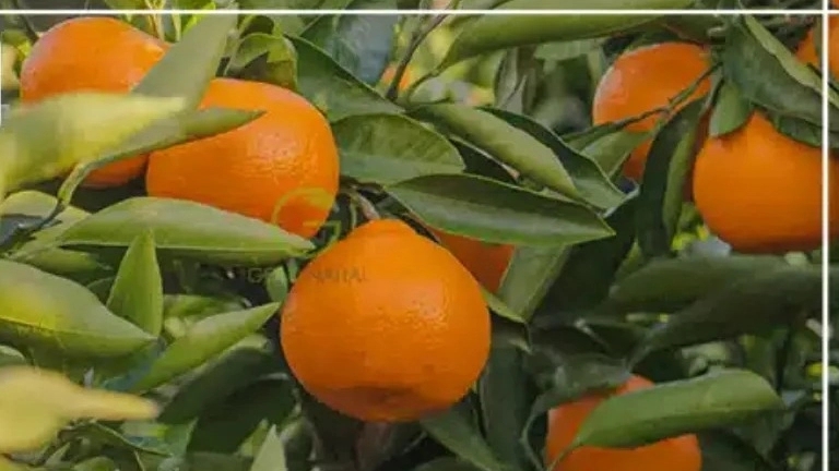 بهترین نهال مرکبات