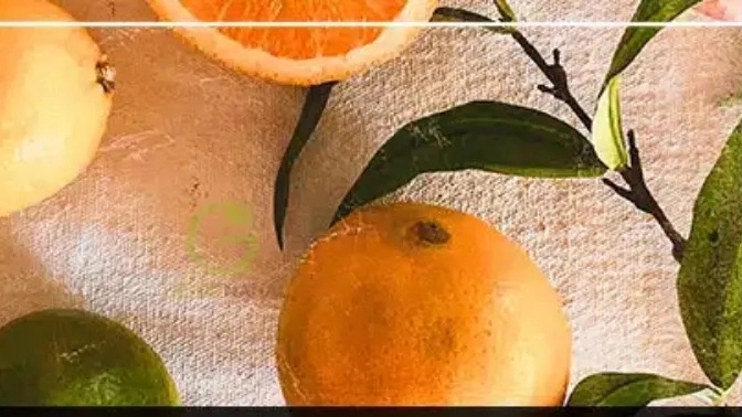 The best citrus seedlings