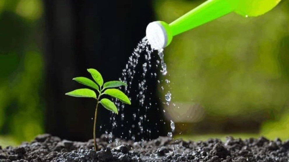 How to water newly planted seedlings?
