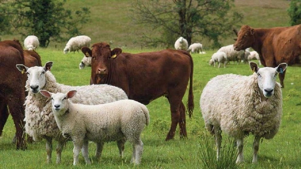 Breeding of sheep and rams of Rezakhani, Sfarorin, Qazvin