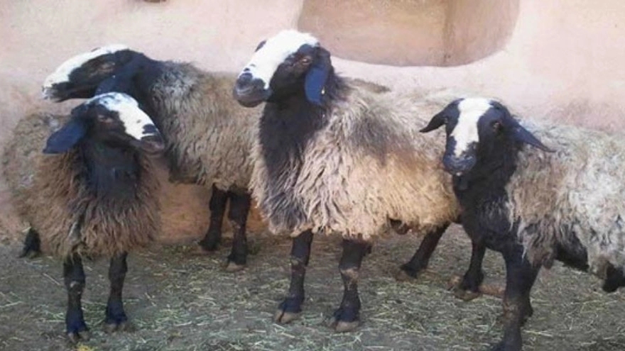 Shawl sheep