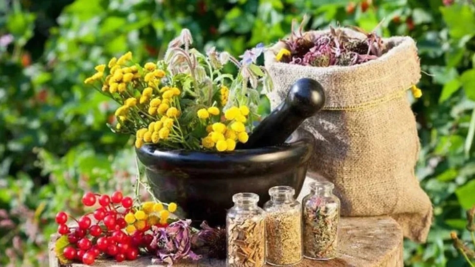 What are medicinal plants?