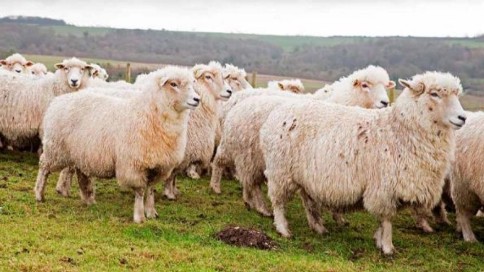 Important items for sheltering sheep and goats in winter