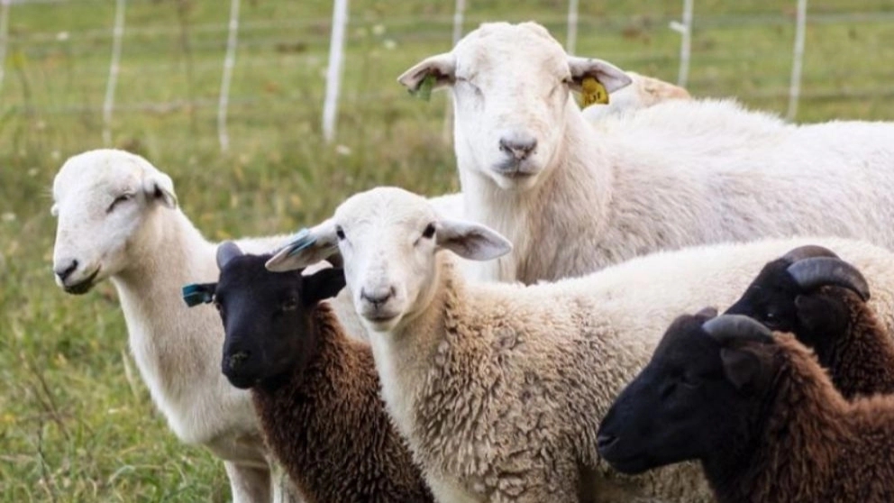 Types of sheep for breeding in livestock farming