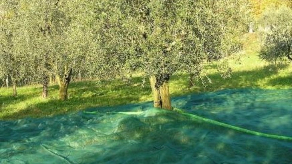 Types of canopy nets
