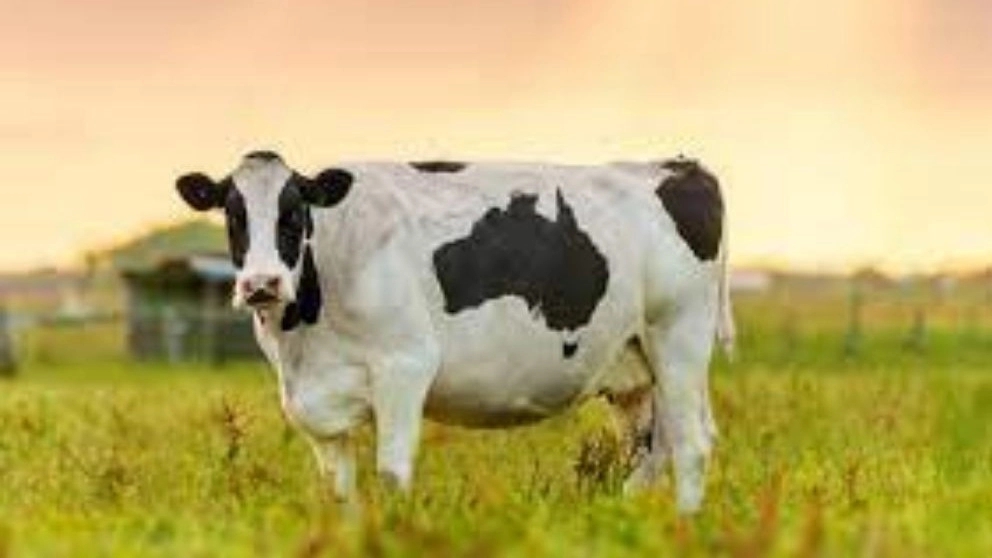 نژاد شناسی گاو (گاو هُلِشتاین)