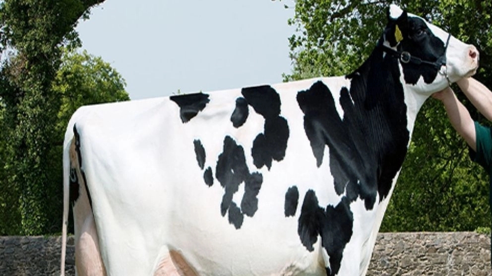 Etiology of cattle (Holstein cattle)