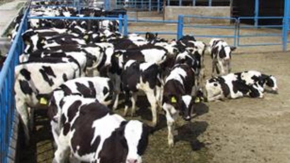 The best food for growing calves - fattening calf nutrition