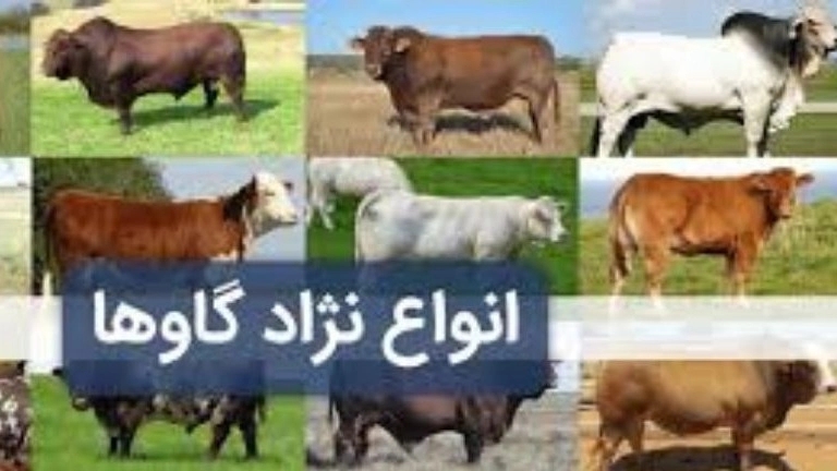 Selling Simmental Holstein Mikael Komi crossbred cows and calves in Turkmen Bandar