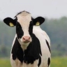 Selling Simmental Holstein Mikael Komi crossbred cows and calves in Turkmen Bandar