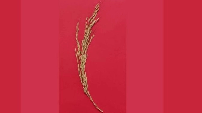 تاثیر کود ارگانیک کشاورزی سنا