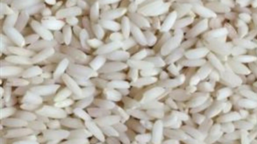 The difference between northern rice and southern rice