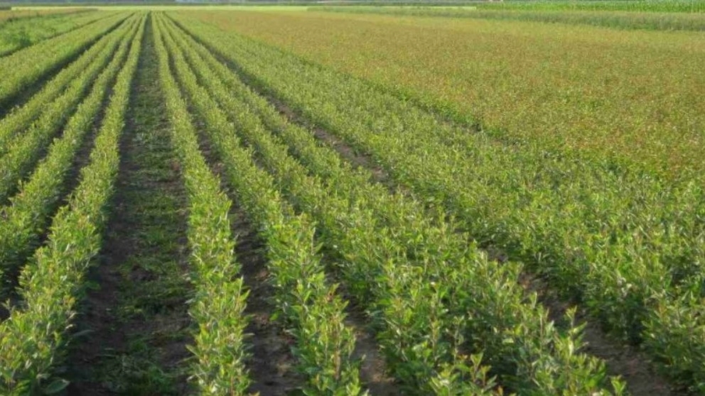 Land preparation and preparation of suitable soil for nursery planting