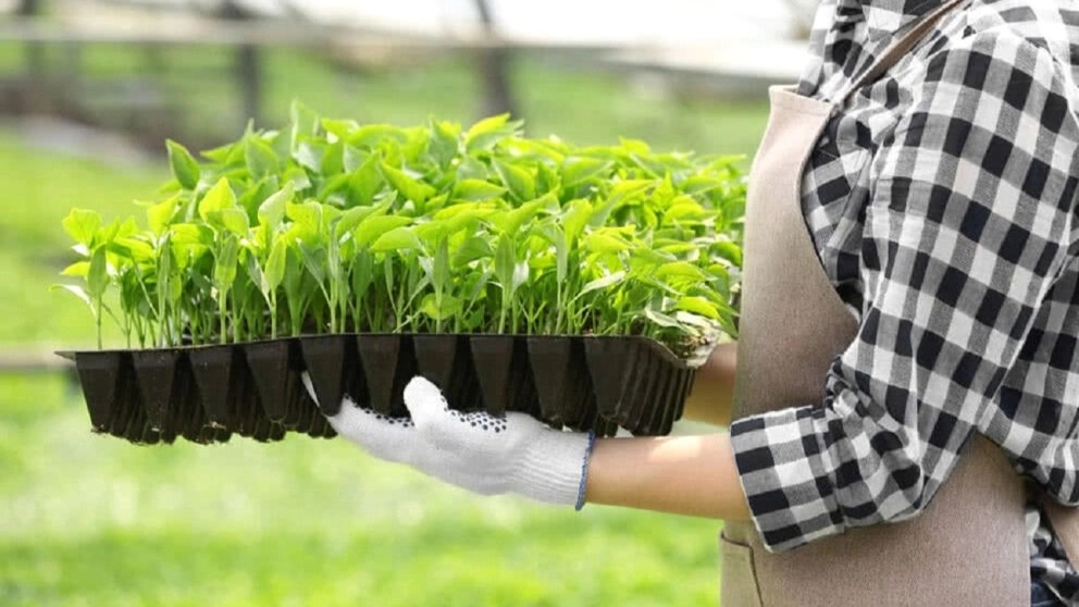 Common methods of transplanting in Iran