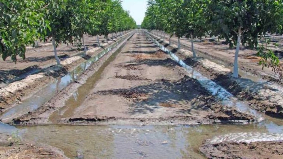 How to water a walnut tree?