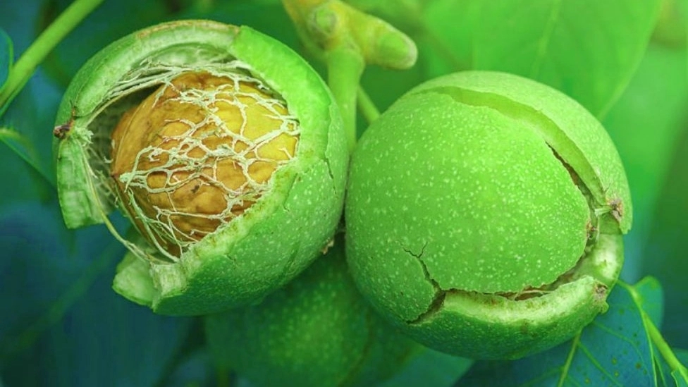 The difference between grafted walnut seedlings and seed walnut seedlings