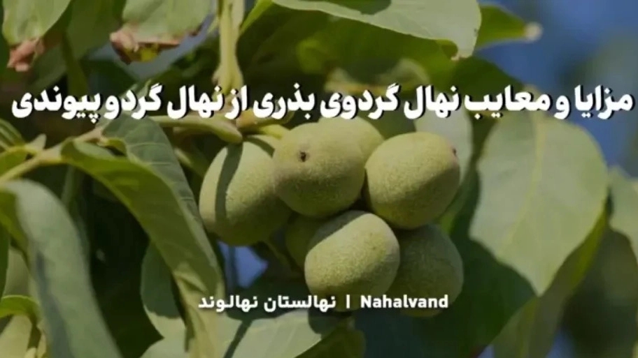 Introduction, advantages and disadvantages of grafted walnut tree