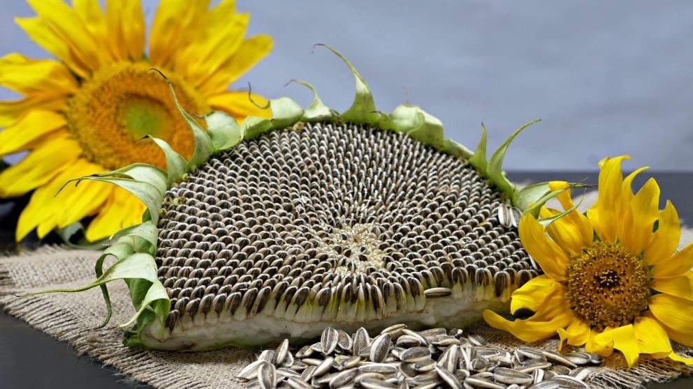 The producer of the sunflower seed beater machine is Karal Sanat in Khoy