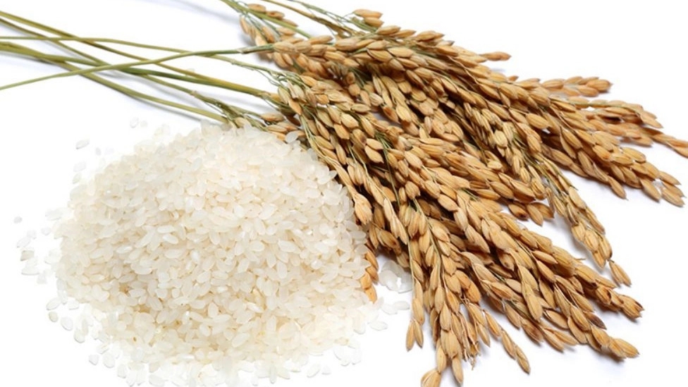 Getting to know the types of rice in the north