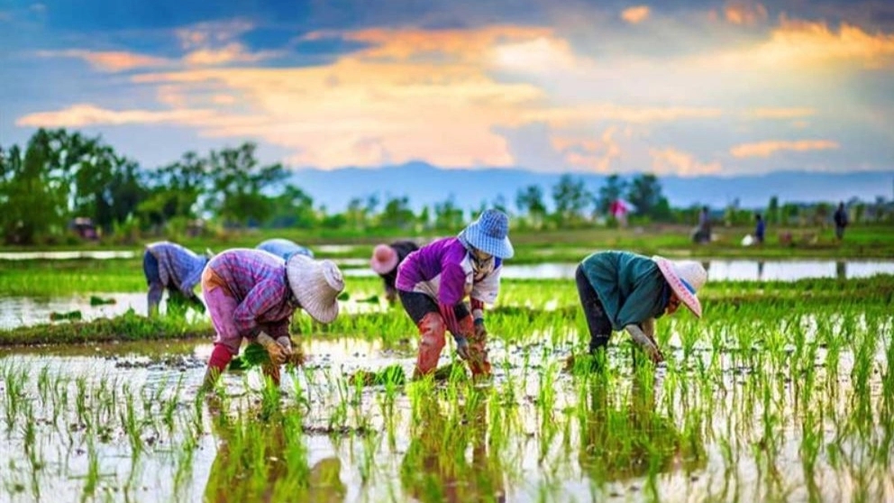 Why is northern rice the best seller?