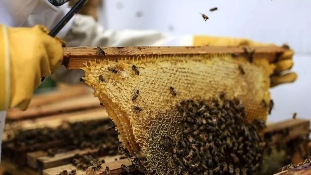 How can beekeeping prevent queen escape?