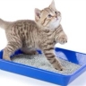 Major production and sale of salarvand cat litter in Tehran