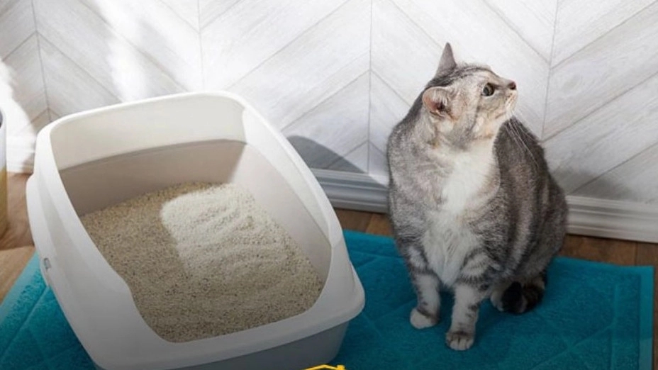 Tahran'da büyük miktarda salarvand kedi kumu üretimi ve satışı