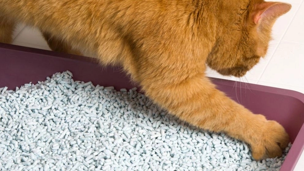 ☑️ Kedi kumunun malzemeleri ve türüne göre en iyi kedi kumunun seçilmesi