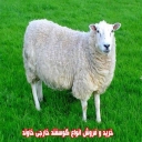 Buying and selling all kinds of foreign sheep owned in Jiroft