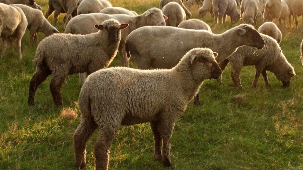 Buying and selling all kinds of foreign sheep owned in Jiroft