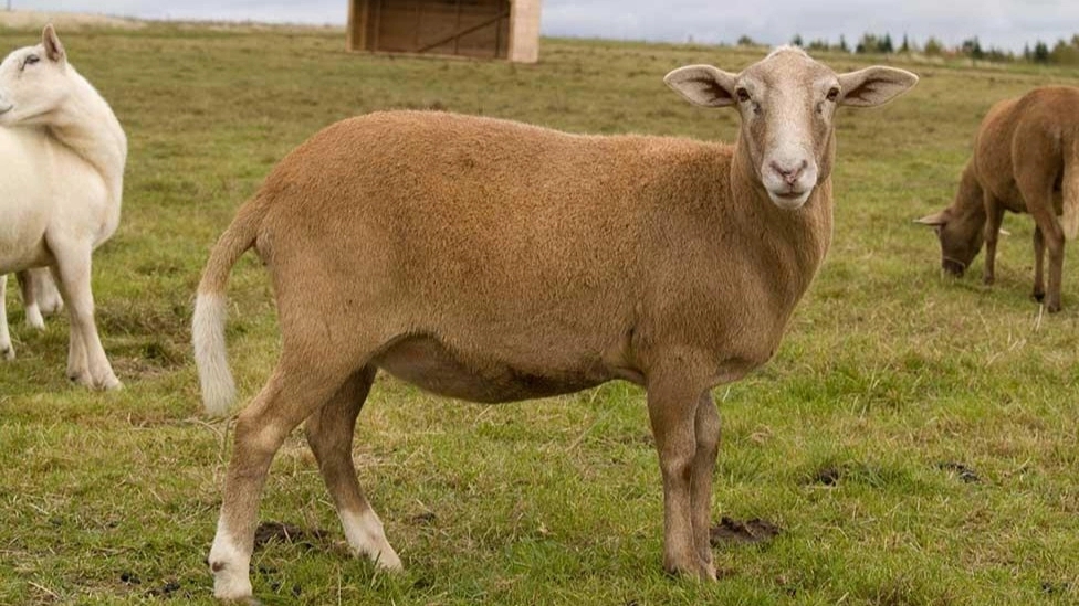 Important tips for buying live sheep