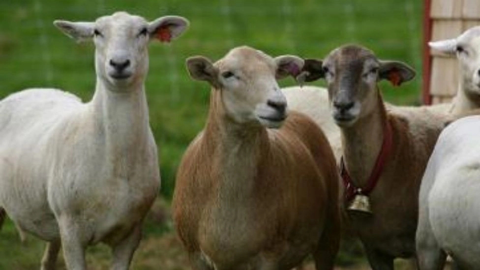 Getting to know the different breeds of sheep