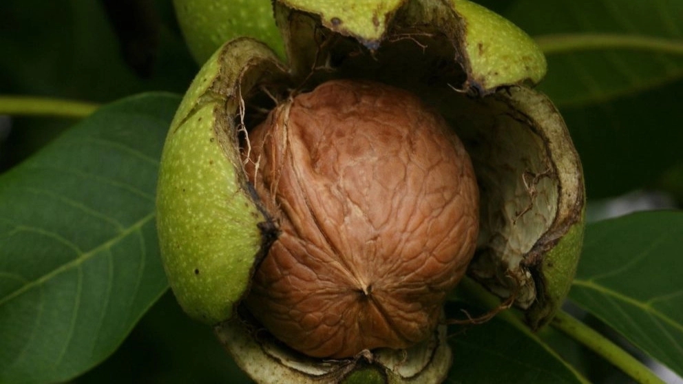What is the difference between seeded walnut seedlings and transplanted walnut seedlings?