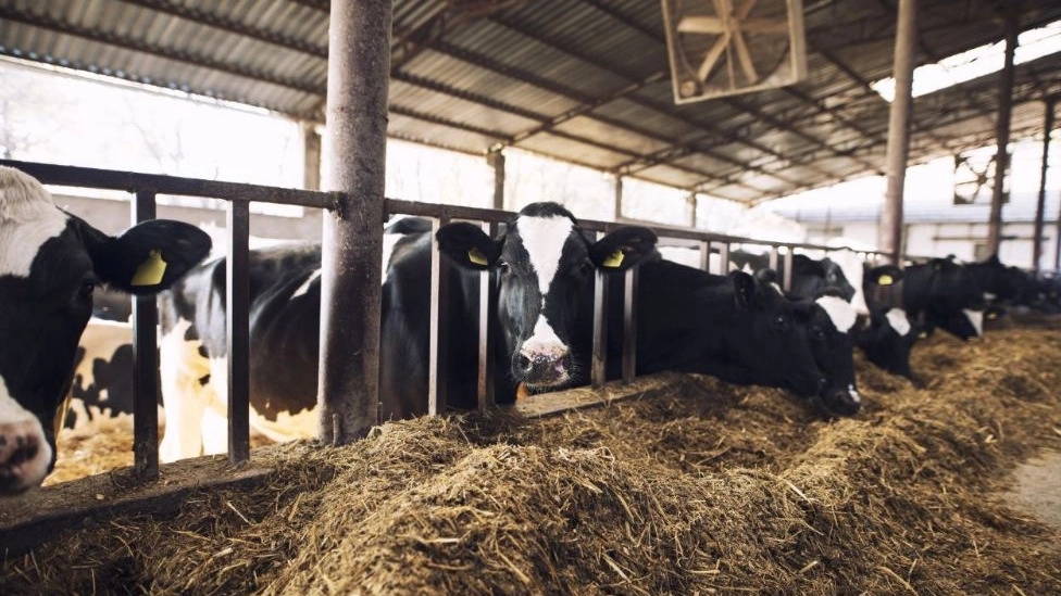 Hatami livestock and poultry nutrition and breeding consultant in Karaj
