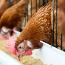 Hatami livestock and poultry nutrition and breeding consultant in Karaj