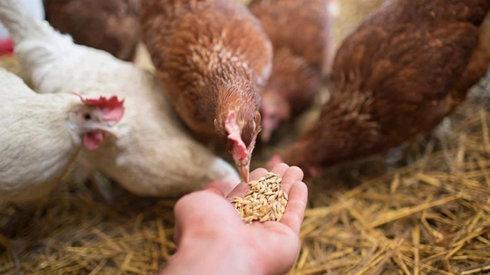 Introduction of livestock and poultry nutritional sources