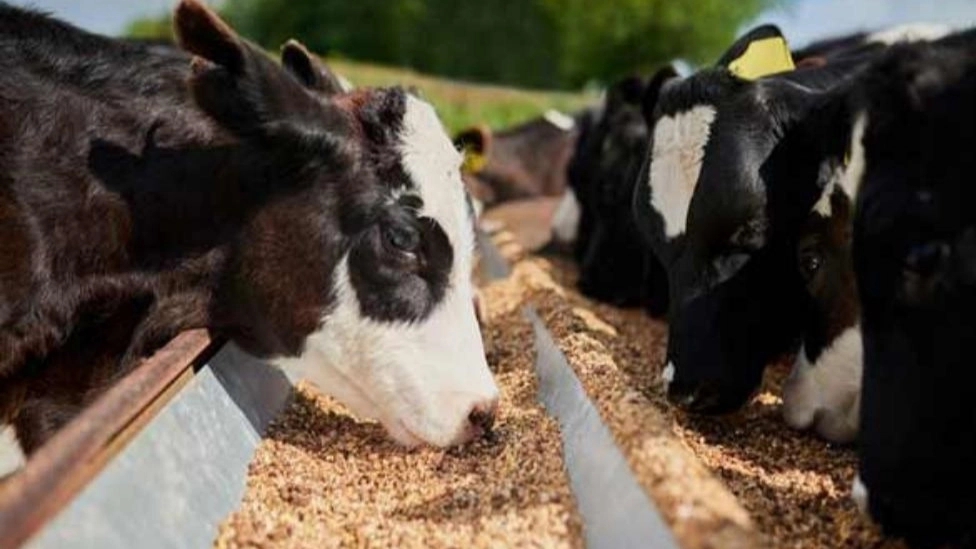 Animal and poultry feed ingredients