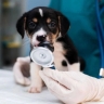 Simorgh Veterinary Clinic Dr. Elham Hashemi in Shiraz