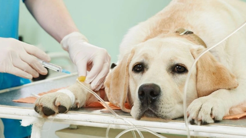 Characteristics of an ideal veterinary clinic