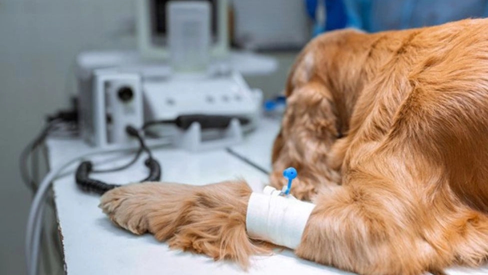 Köpek aşısı sonrası gerekli bakım