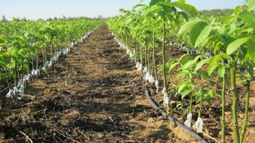 Engineer Hosseini's Nursery, selling all kinds of seedlings in Miandoab