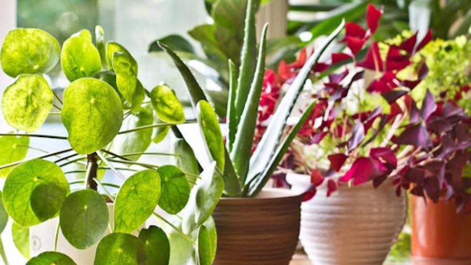 Production and sale of all kinds of ornamental flowers and rare palm species of Toska flower garden in Chabaksar