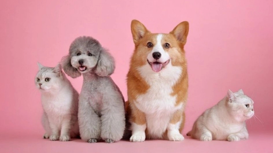 Important points in keeping pets